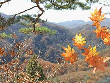 溴门天天开好彩大全,资源实施方案_4K97.266