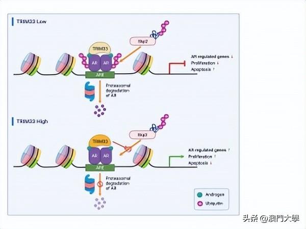 澳门精准一码100%准确,数据驱动执行方案_升级版9.123