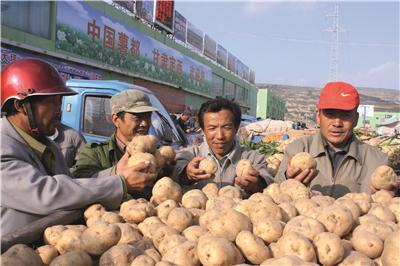 定西土豆价格动态分析与预测