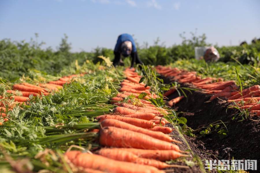 莱西胡萝卜最新价格动态解析