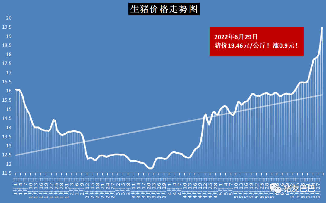 最新生猪价格走势解析