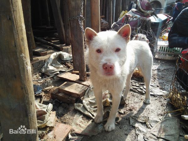 贵阳最新下司犬出售，家庭守护的最佳伴侣